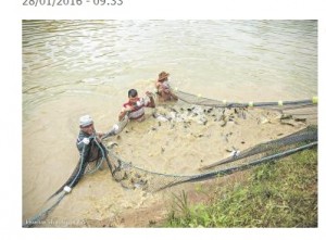 Pescado de Parauapebas 2016