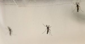 destaque-369485-dengue