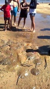 Arrais foram encontradas mortas na areia da praia das Gaivotas